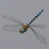 Insects